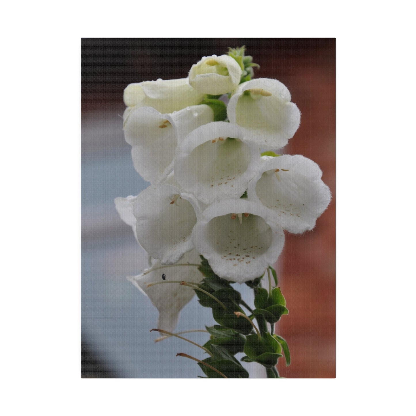 White Foxglove, Matte Canvas, Stretched, 0.75" - The Trio Synergize Group