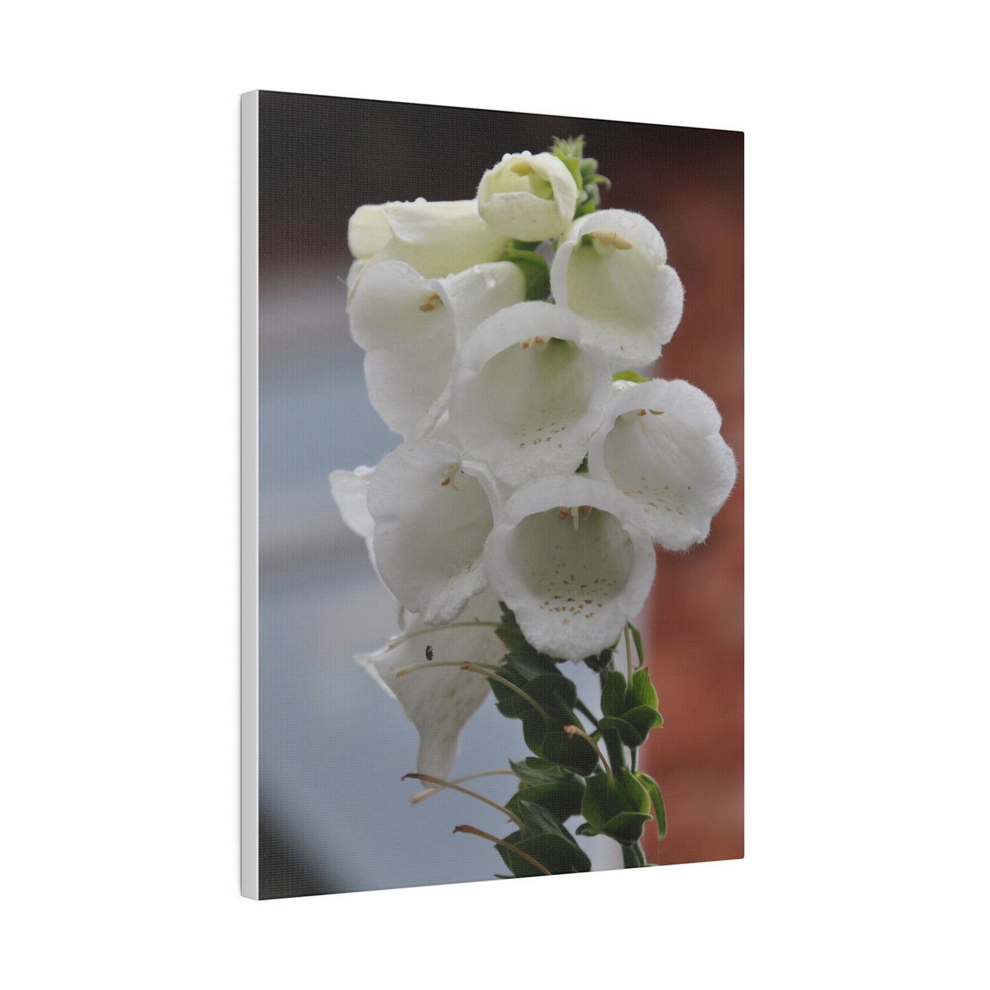 White Foxglove, Matte Canvas, Stretched, 0.75" - The Trio Synergize Group