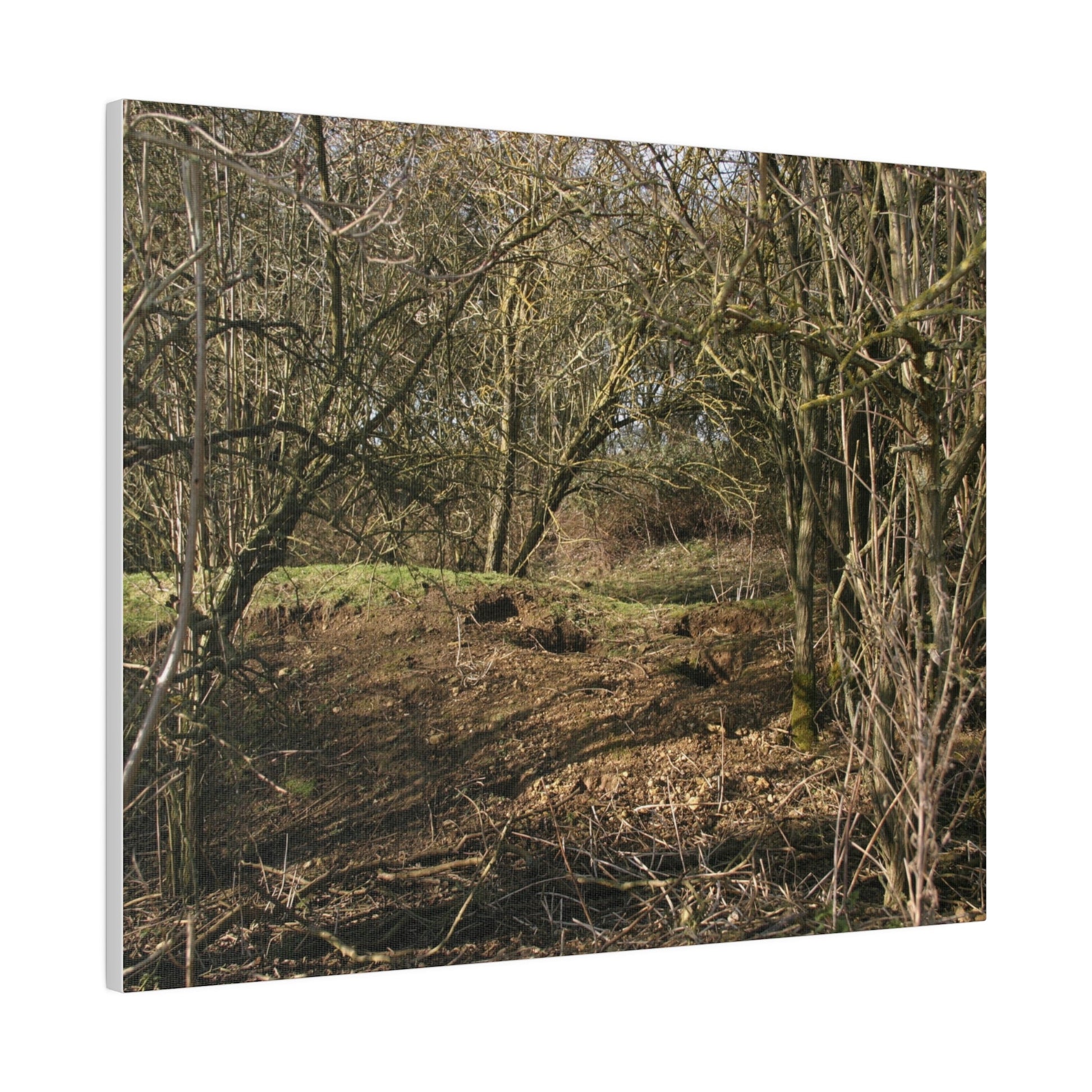 Woodland Landscape, Matte Canvas, Stretched, 0.75" - The Trio Synergize Group