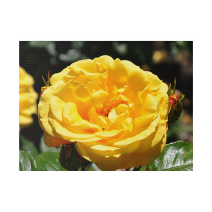 Yellow Rose, Matte Canvas, Stretched, 0.75" - The Trio Synergize Group
