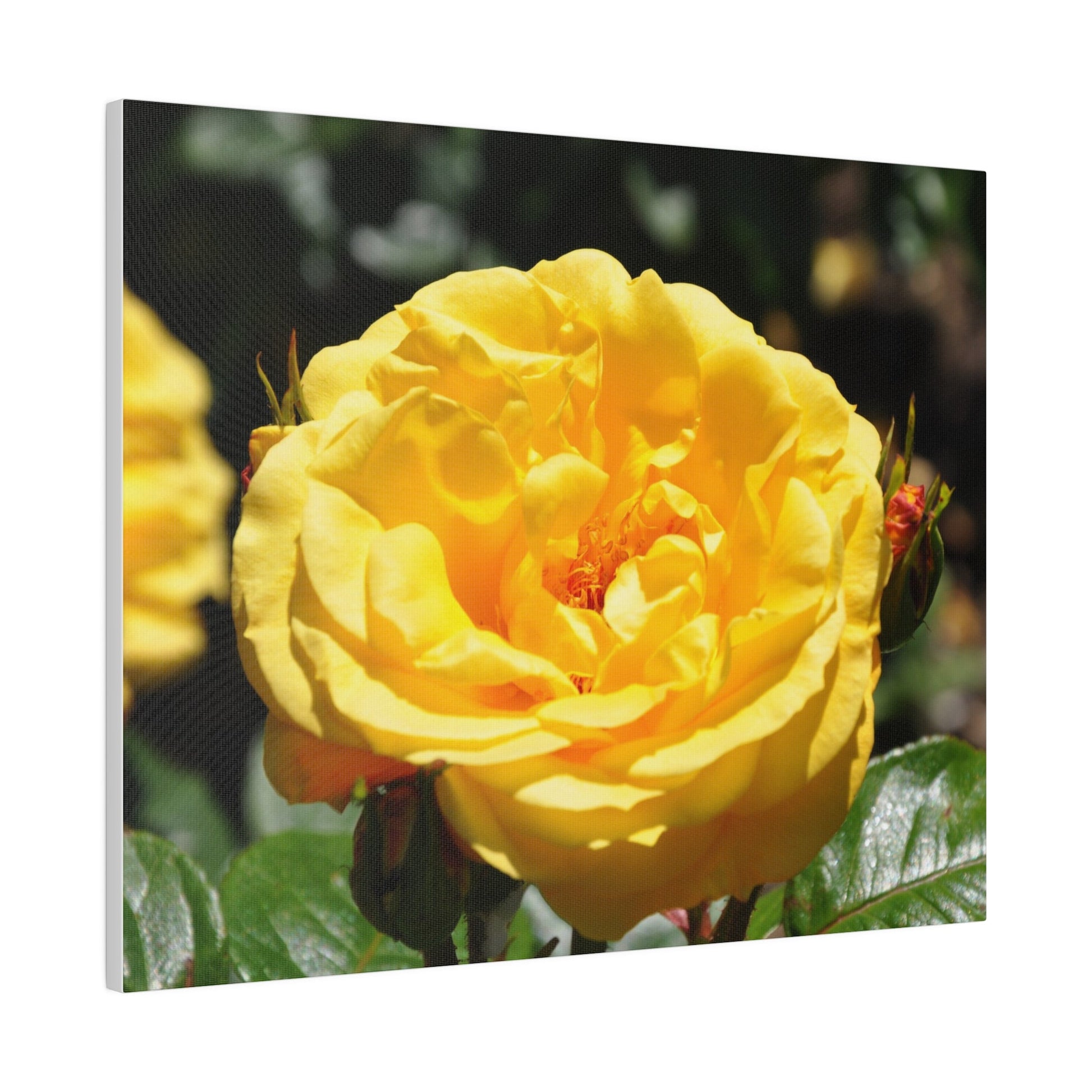 Yellow Rose, Matte Canvas, Stretched, 0.75" - The Trio Synergize Group